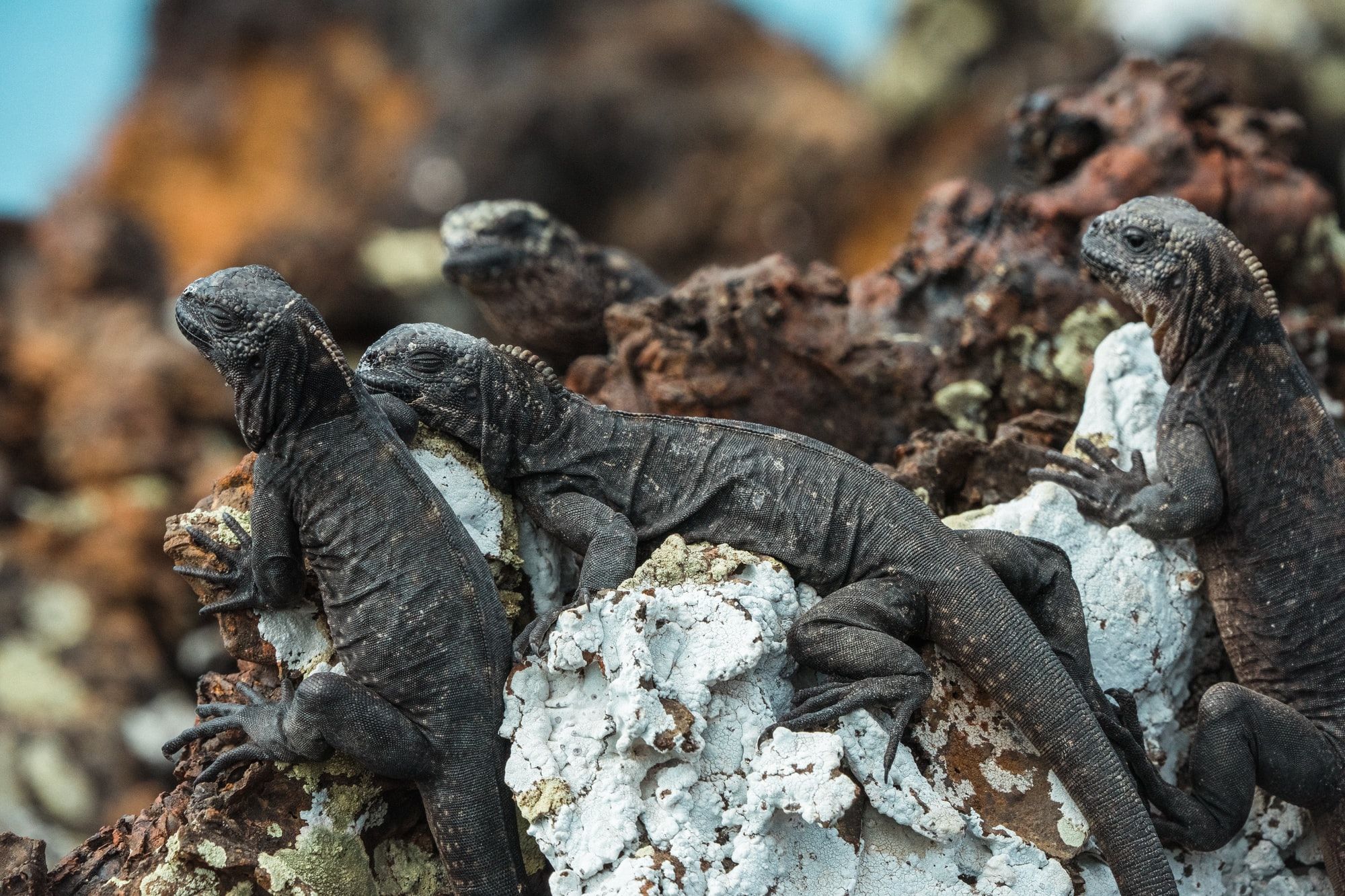 🏝 Leonardo DiCaprio launches Galápagos rewilding project