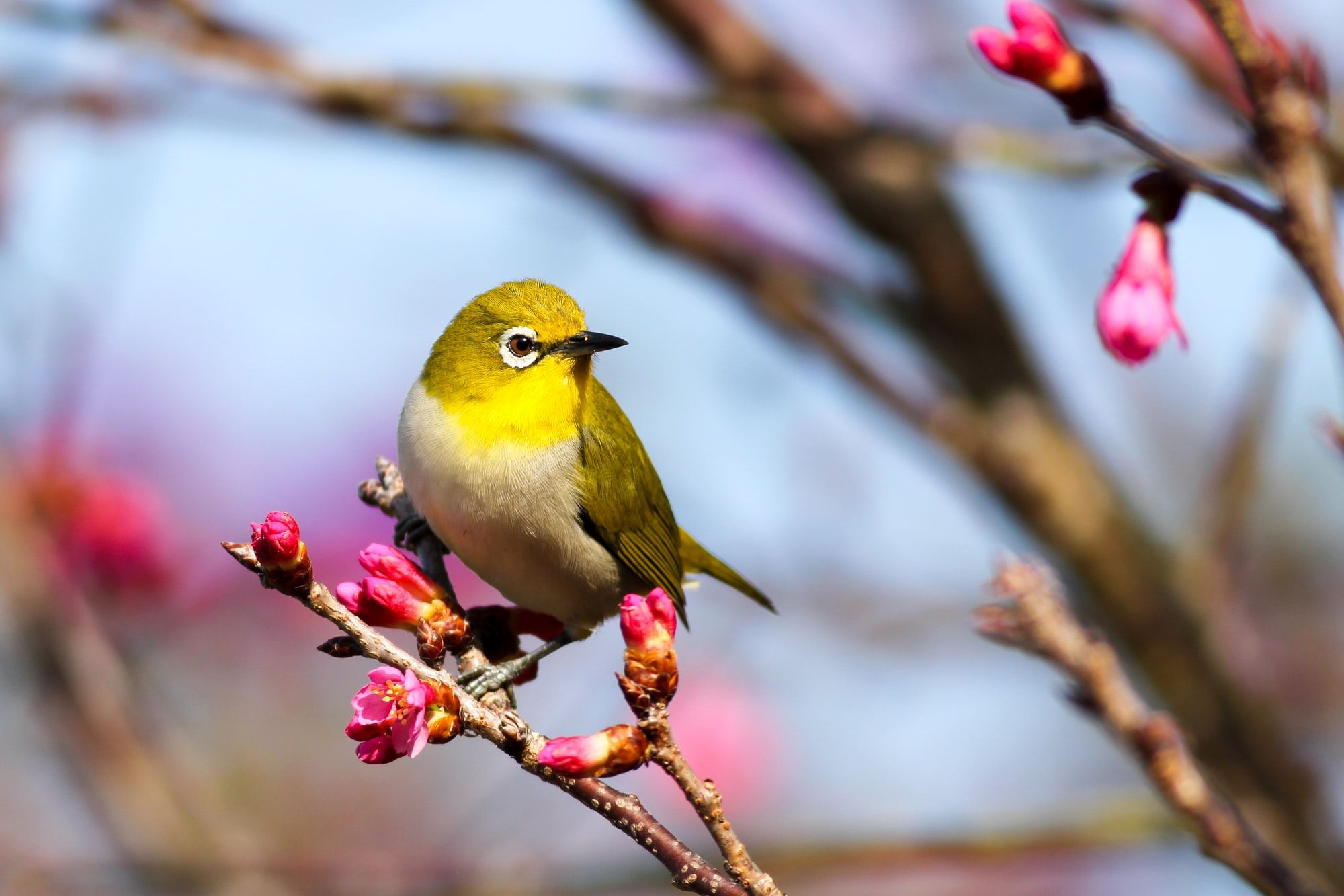  This App Recognizes What Bird Is Singing