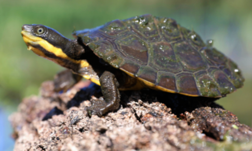 🐢 Endangered Manning River Turtles Released into Wild