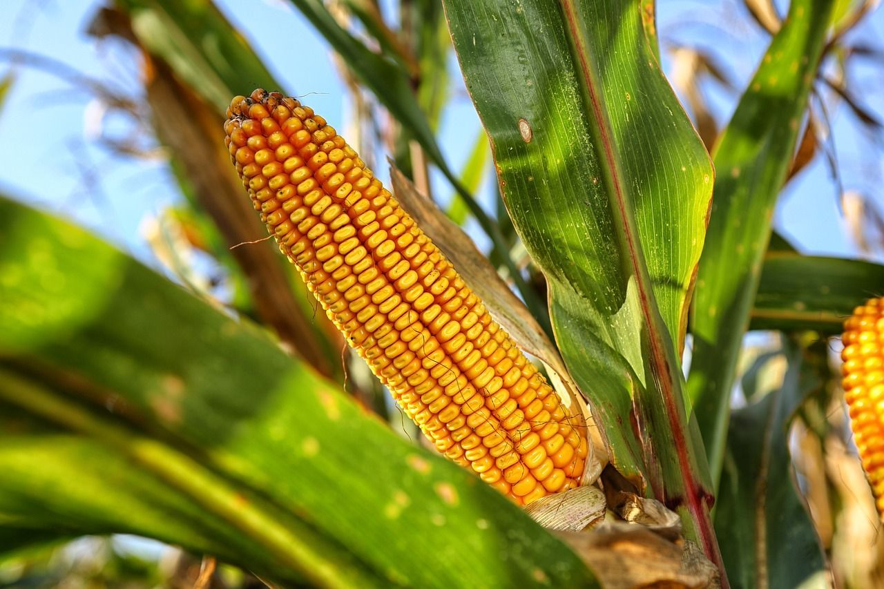 hardy-grass-can-produce-larger-corn-yields