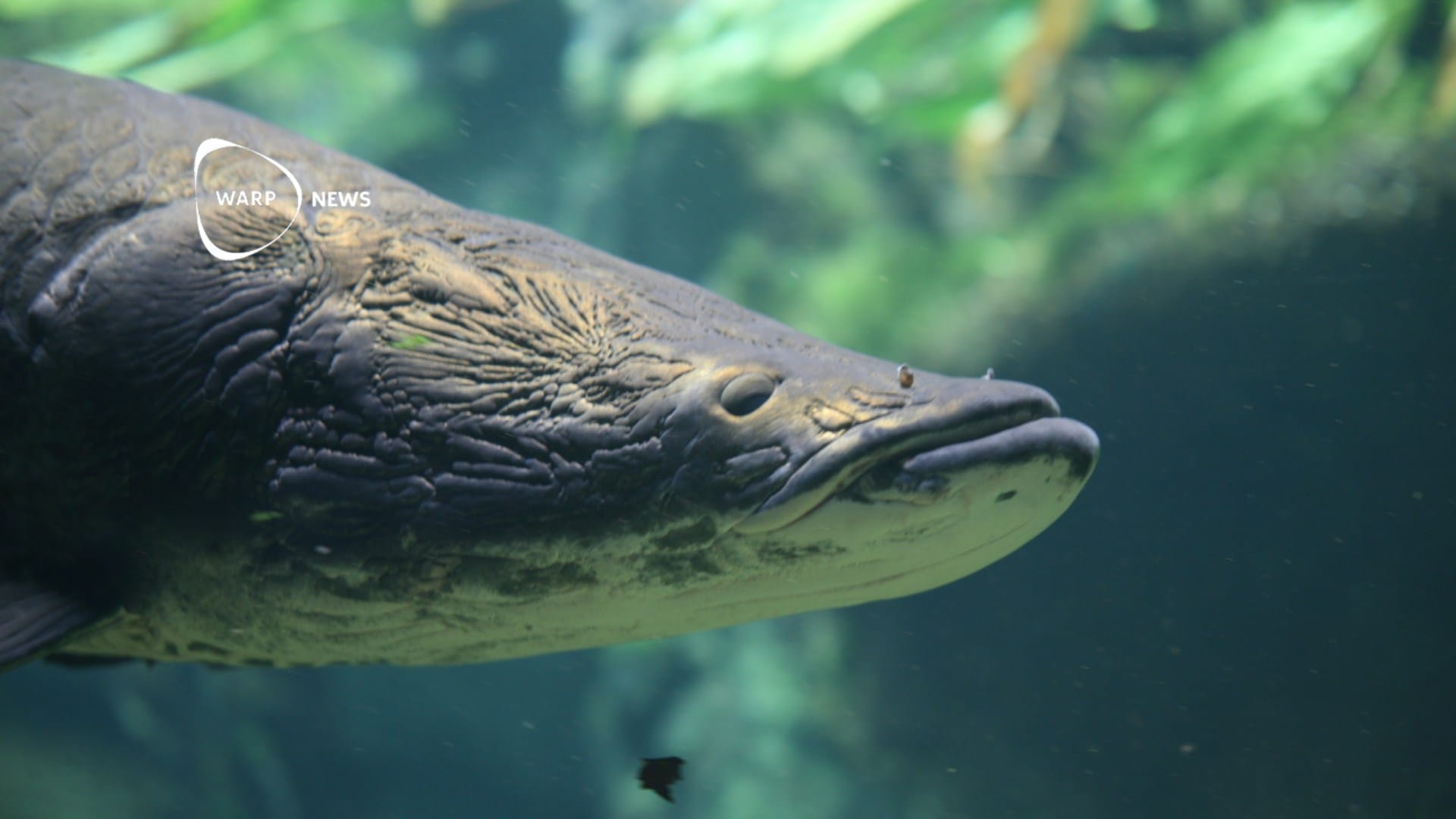 🐟 Giant fish in the Amazon recovers, after successful efforts by local ...