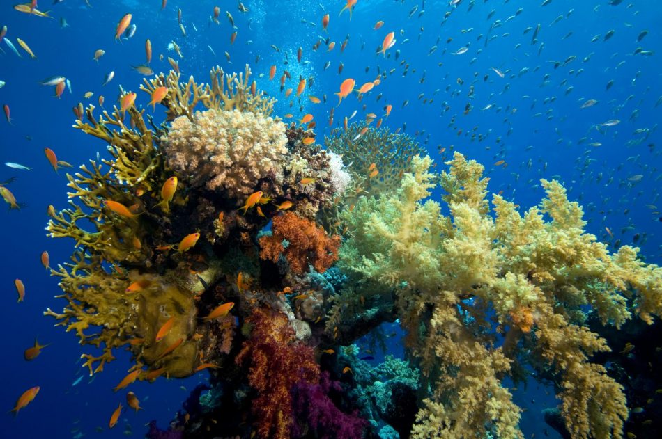 How the latest technology can save our coral reefs