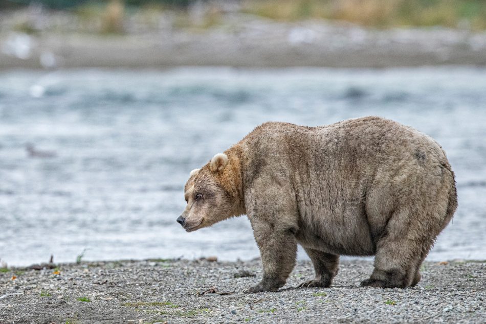 Meet Holly, the glorious winner of this year’s Fat Bear Week